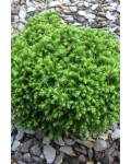 Криптомерія японська Грін Перл|Cryptomeria japonica Green Pearl|Криптомерия японская Грин Перл
